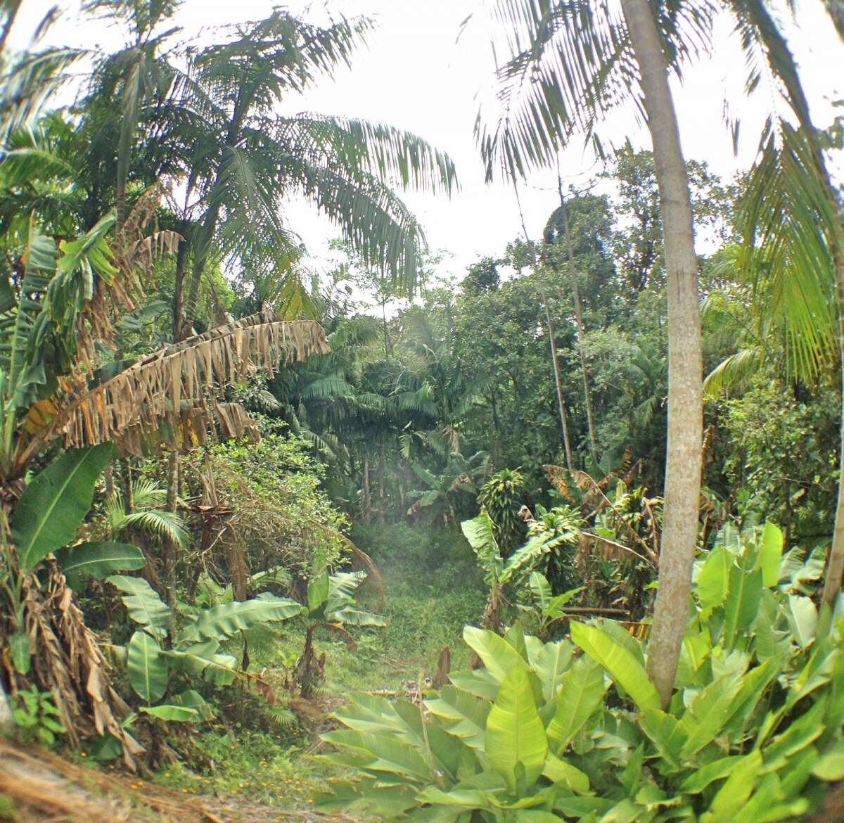 Imagem Chácara à Venda 
