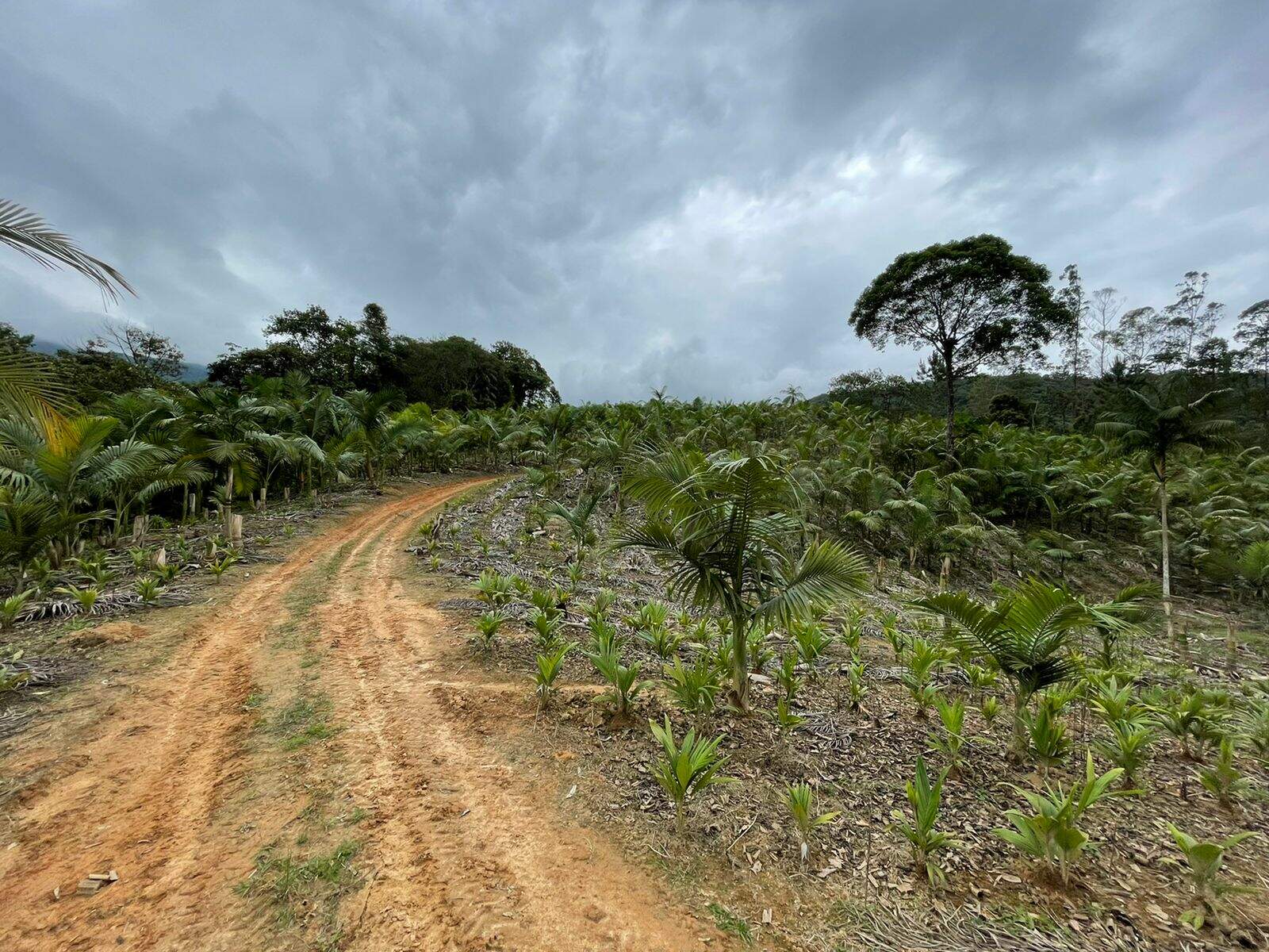 Imagem Terreno / Lote à venda, Garibaldi - Jaraguá do Sul/SC