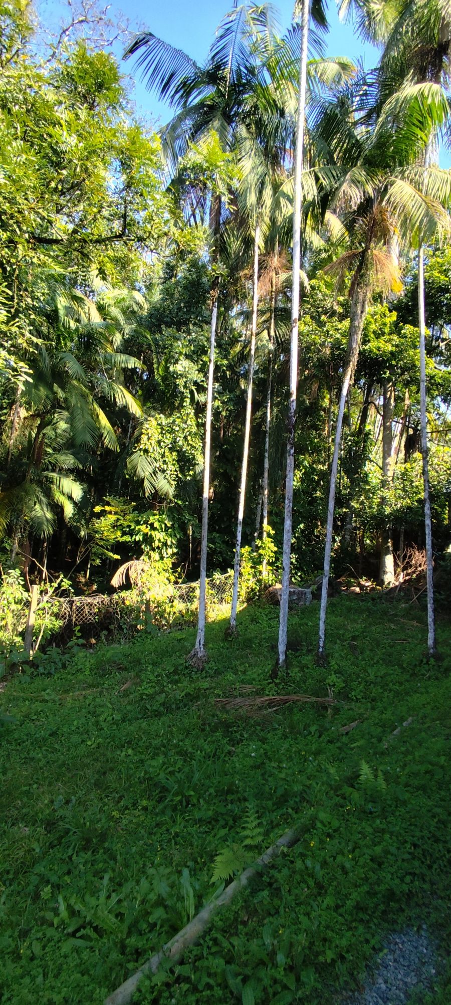 Imagem Ampla Casa de 2 Quartos no Bairro Ilha da Figueira