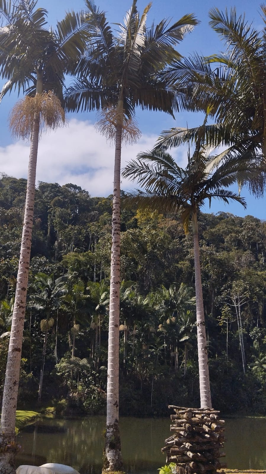 Imagem Chácara / Sítio em localização privilegiada no bairro Barra do Rio Cerro em Jaraguá do Sul